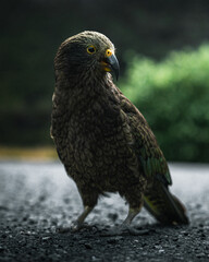 The native New Zealand bird, Kea in the mountains of south island, New Zealand.