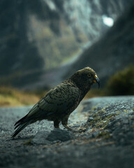 The native New Zealand bird, Kea in the mountains of south island, New Zealand.
