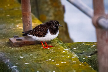 Ruddy Turnstone, non breeding male, Blyth Northumberland