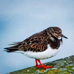 Ruddy Turnstone, non breeding male, Blyth Northumberland