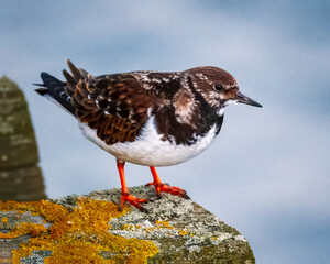 Ruddy Turnstone, non breeding male, Blyth Northumberland