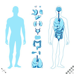 Graphic blue monotones male human figure silhouette, displaying internal organs such as the heart, lungs, liver, kidneys, thyroid, and intestines. A clean and modern
