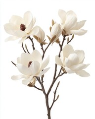 Naklejka premium Elegant Magnolia Blooms with Velvety Petals Isolated on White Background for Design Layouts