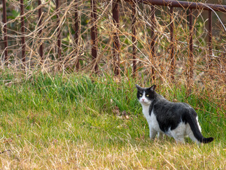 河川敷に住む野良猫