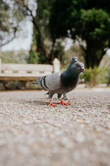 pigeon in the park