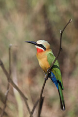Obraz premium Weißstirnspint / White-fronted bee-eater / Merops bullockoides