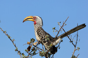 Südlicher Gelbschnabeltoko / Southern yellow-billed hornbill / Tockus leucomelas