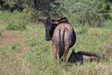 Obraz premium Streifengnu / Blue wildebeest / Connochaetes taurinus.