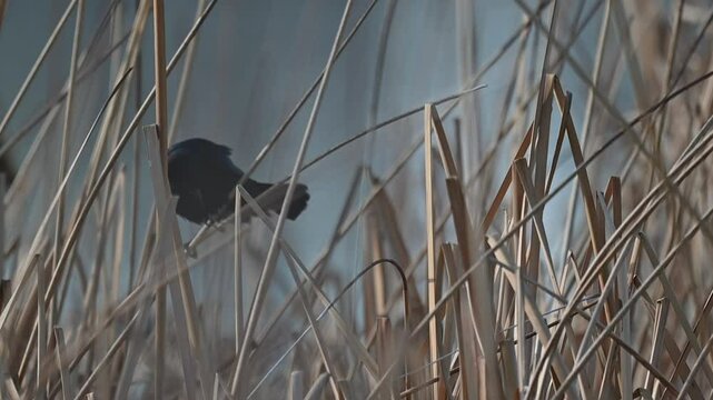 Ave color negro parada sobre ramas de carrizo en el humedal de un rio
