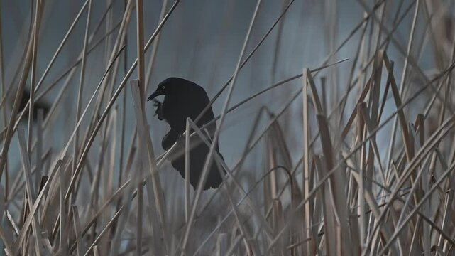 Ave color negro parada sobre ramas de carrizo en el humedal de un rio