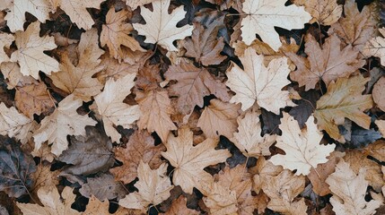Fallen autumn leaves ground cover, nature texture background