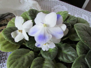 flower in a pot
