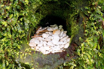 White Rocks in Old Mossy Tree Trunk Hole – Nature's Hidden Details