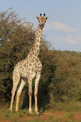 Giraffe / Giraffe / Giraffa camelopardalis