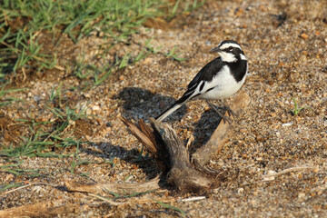 Witwenstelze / African pied wagtail / Motacilla aguimp