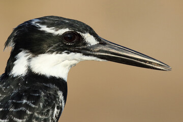 Graufischer / Pied kingfisher / Ceryle rudis