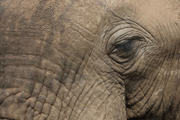 Fototapeta premium Afrikanischer Elefant / African elephant / Loxodonta africana.
