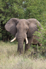 Obraz premium Afrikanischer Elefant / African elephant / Loxodonta africana