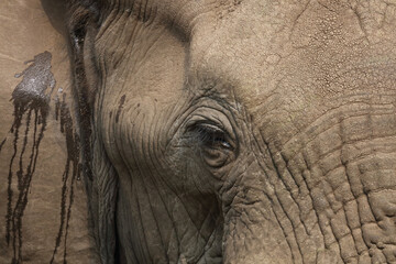 Afrikanischer Elefant / African elephant / Loxodonta africana..