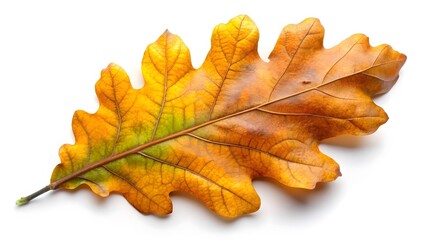 Autumn Oak Leaf