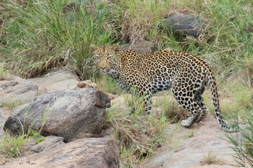 Leopard / Leopard / Panthera pardus.
