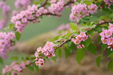 Fototapeta premium 四季折々の花々
