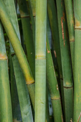 Obraz premium Stalks of green Bamboo