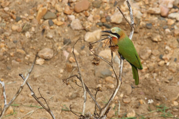 Weißstirnspint / White-fronted bee-eater / Merops bullockoides