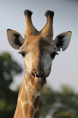 Giraffe / Giraffe / Giraffa camelopardalis