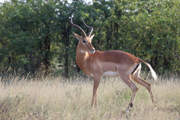 Schwarzfersenantilope / Impala / Aepyceros melampus