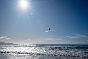 Beach scene with blue sky and bird