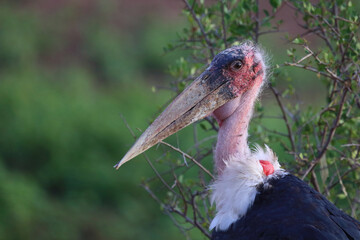 Marabu / Marabou stork / Leptoptilos crumeniferus