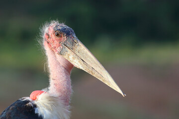 Marabu / Marabou stork / Leptoptilos crumeniferus