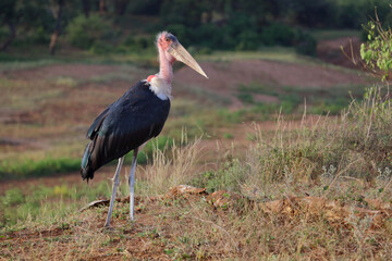 Marabu / Marabou stork / Leptoptilos crumeniferus