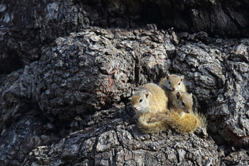 Ockerfußbuschhörnchen / Tree squirrel / Paraxerus cepapi