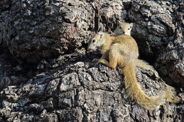 Ockerfußbuschhörnchen / Tree squirrel / Paraxerus cepapi