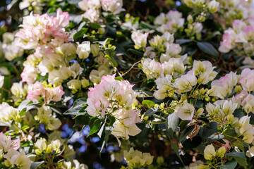 Close-up photo of white bougainvillea flowers in bloom