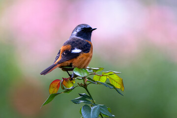 見返りジョウビタキ