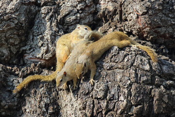 Ockerfußbuschhörnchen / Tree squirrel / Paraxerus cepapi