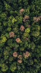 Forest showcasing vibrant greens alongside trees with drought and disease impacts