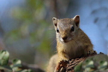 Ockerfußbuschhörnchen / Tree squirrel / Paraxerus cepapi