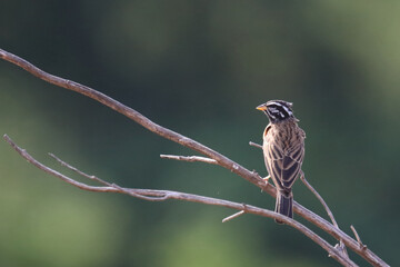 Bergammer / Cinnamon-breasted bunting / Emberiza tahapisi.