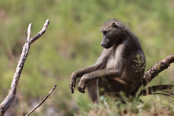 Obraz premium Bärenpavian / Chacma baboon / Papio ursinus.