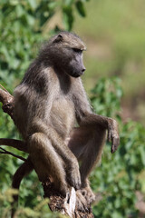 Bärenpavian / Chacma baboon / Papio ursinus