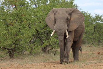 Obraz premium Afrikanischer Elefant / African elephant / Loxodonta africana