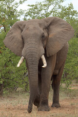 Fototapeta premium Afrikanischer Elefant / African elephant / Loxodonta africana