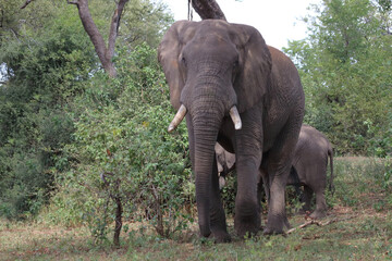 Afrikanischer Elefant / African elephant / Loxodonta africana