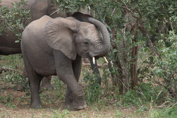 Fototapeta premium Afrikanischer Elefant / African elephant / Loxodonta africana