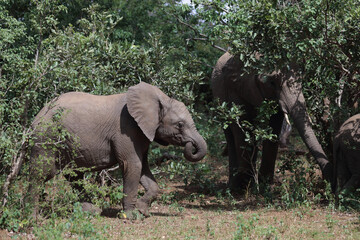 Fototapeta premium Afrikanischer Elefant / African elephant / Loxodonta africana