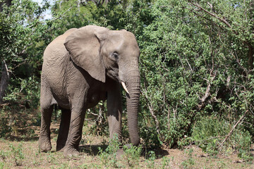 Fototapeta premium Afrikanischer Elefant / African elephant / Loxodonta africana